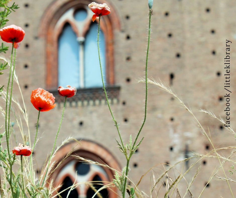 papaveri_pavia